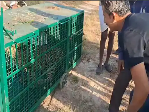 बछड़े को मारा, पिंजरा लगाया और फंस गया लेपर्ड